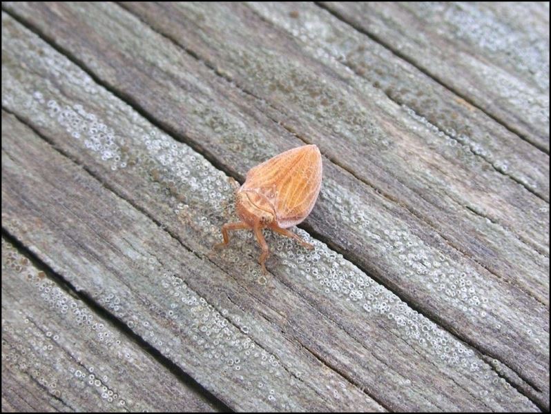 Issidae (Hysteropterum sp.?) da determinare